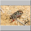 Cicindela hybrida - Duenen-Sandlaufkaefer 17a Sandgrube Niedringhaussee.jpg